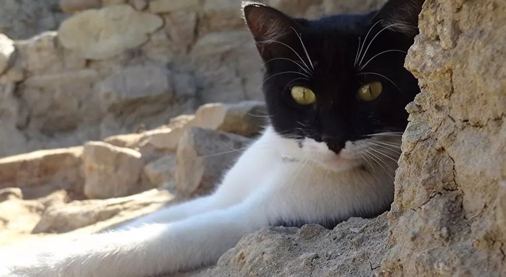 Arkeolog, toprak altında bu kez kedi buldu. Kent Ekranı
